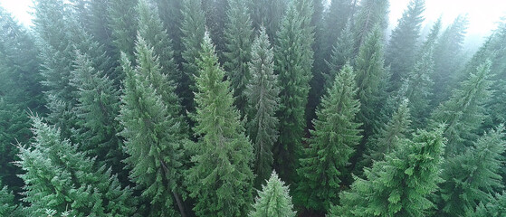 Obraz premium Forest Mountain, green trees and woods 