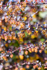Closeup view of a tree branch with flowers and leaves