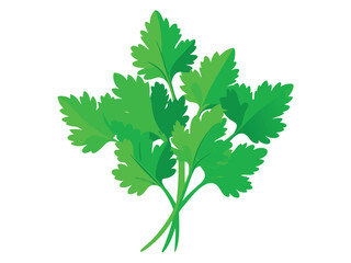Fresh cilantro sprig illustration isolated on white background
