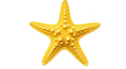 Isolated Transparent Background of Yellow Starfish Marine Animal Life