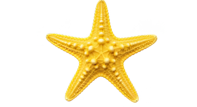 Isolated Transparent Background of Yellow Starfish Marine Animal Life - Powered by Adobe