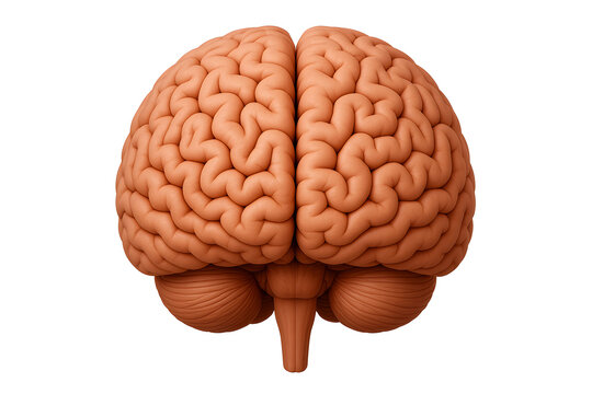 human brain front view, isolated on white background
