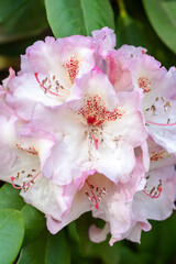 A beautiful close up of a vibrant pink and white flower with red spots