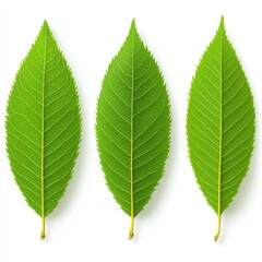 Fototapeta premium Three vibrant green leaves showcasing natural beauty and texture.