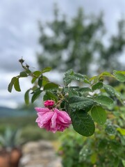 A pink rose photograph with dew drops on leaves and petals. Taken in South of France