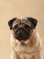 A close-up portrait of a Pug dog sitting against a beige background, highlighting its face.