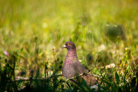 pombo