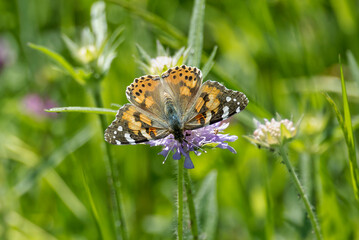 Painted Lady (Vanessa Cardui) Butterfly sitting on a small scabious in Zurich, Switzerland