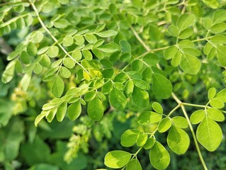 moringa leves (moringa oleifera) in outdoor garden , healthy raw food 