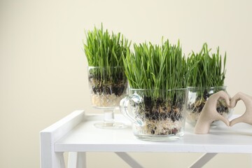 Wheat grass in transparent pots and decor on white shelf against beige background