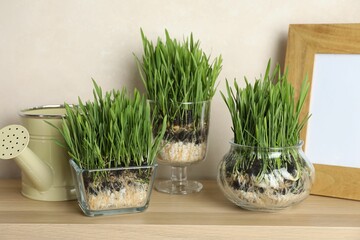 Wheat grass in transparent pots, frame and watering can on wooden table near light wall