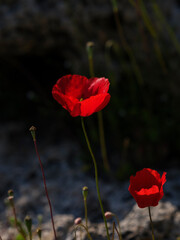 beautiful flowers in the nature