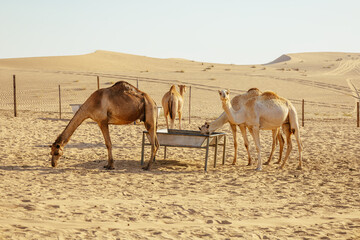 Dromedary camels in the Al Khatim Desert. Abu Dhabi, United Arab Emirates. Camel Digdaga farm. Wildlife. Travel concept. Symbol of endurance. Popular tourist destination. Camelus dromedarius.