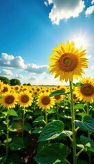 Fototapeta premium Sun-drenched sunflowers in vast field, blue sky, yellow, serenity