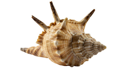 Obraz premium Isolated Transparent Spiky Conch Shell with Beige Spiral Crest Seashell