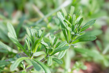 Wide macro banner with cleavers plant leaves in natural spring light, green wild herb foliage close up for eco-friendly design, organic visuals, web headers, herbal lifestyle and nature concepts