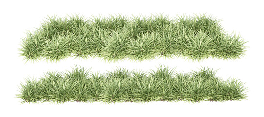 grass isolated on white background
