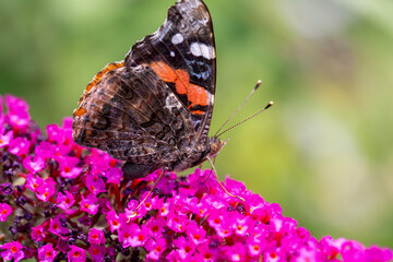 A red admiral butterfly (vanessa atalanta, red admirable) retrieving nectar from a butterfly bush.