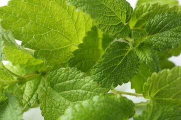 Fresh green lemon balm leaves on white background, closeup
