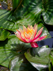beautiful lotus flower in the forest