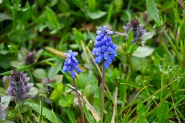 Blue and purple hyacinth flower
