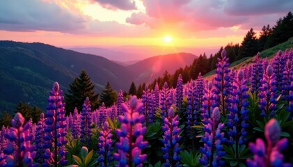 Naklejka premium Golden hour bathes hillside in lupine purple, shadows lengthen , hill, panoramic