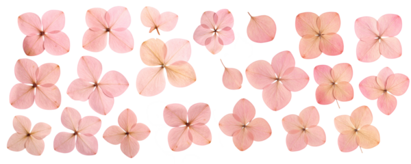 Dry pink hydrangea flowers isolated on a transparent background; PNG