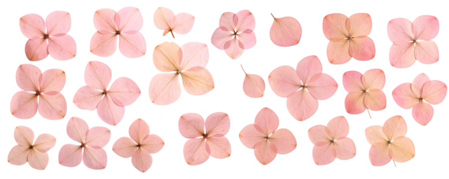 Dry pink hydrangea flowers isolated on a transparent background; PNG