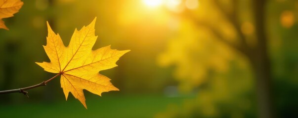 Fototapeta premium Sunlit yellow leaf, bokeh green background Autumn foliage detail , plant, woodland, autumn