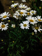 beautiful flowers in the nature