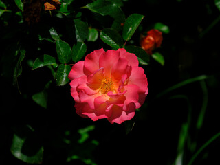 beautiful rose in the nature