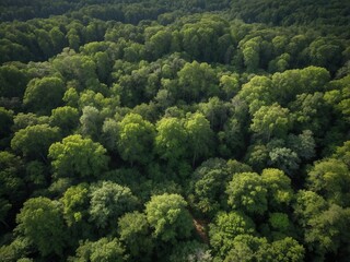 Naklejka premium A forest with trees