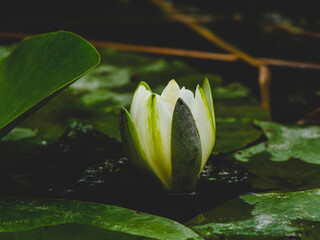 beautiful lotus flower in the forest