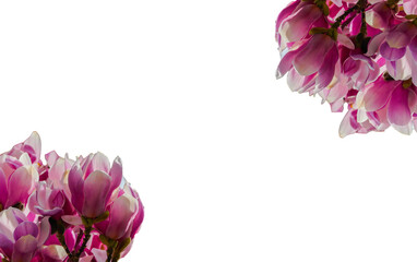 Magnolienblüten Rahmen Blumenrahmen