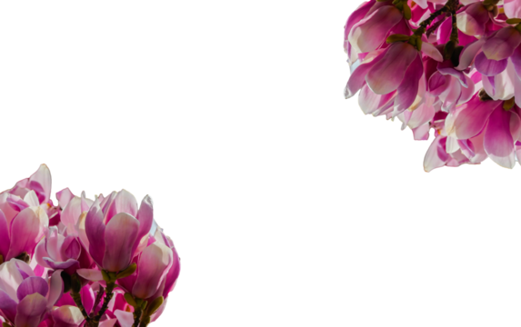 Magnolienblüten Rahmen Blumenrahmen