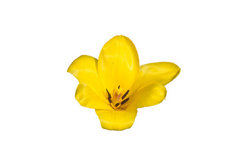 Gelbe Tulpenblüte freigestellt isoliert