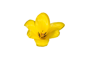 Gelbe Tulpenblüte freigestellt isoliert