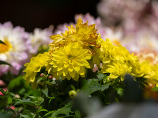 beautiful flowers in the nature