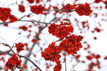 A branch with rowan berries covered with snow, close-up.