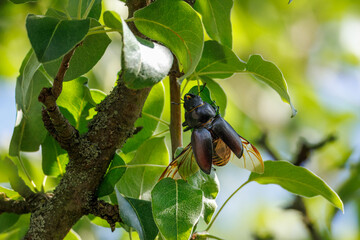 A female European stag beetle clings to a green leaf on a sunny spring day.