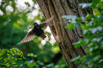 On a spring day, a common starling flies toward the camera from a tree trunk near a nest hole containing its chick and yells.
