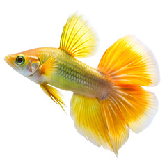 Fototapeta premium Yellow Guppy Fish Isolated On Transparent Background