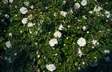 White rose bush close up,rose flowers in the garden background