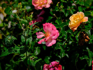 beautiful rose in the nature