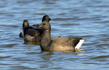 Dark bellied Brent Goose