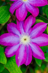 クレマチスの花