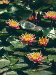 beautiful lotus flower in the forest