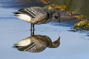 Dark bellied Brent Goose feeding in a tidal pool