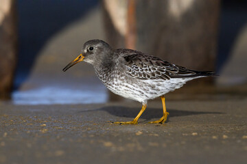 Purple Sandpiper