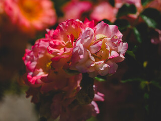 beautiful rose in the nature